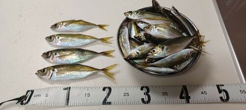 アジの釣果