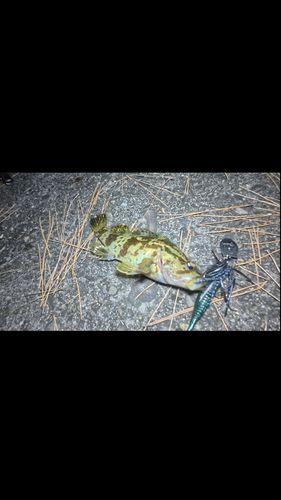 タケノコメバルの釣果