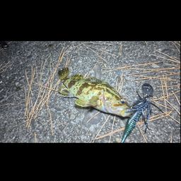 タケノコメバル