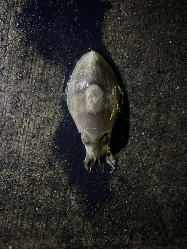 コウイカの釣果