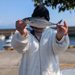 コシナガマグロ