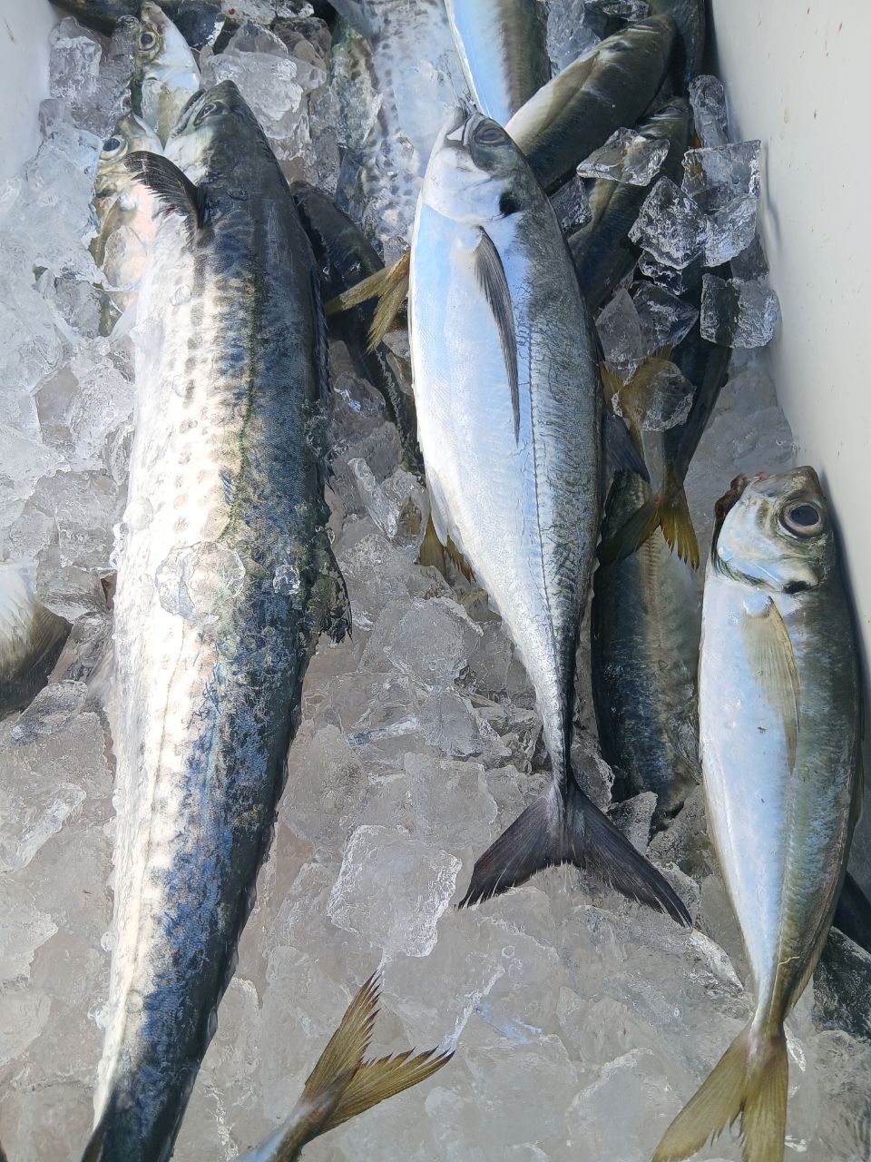 コシナガマグロ