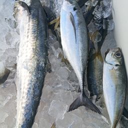 コシナガマグロ