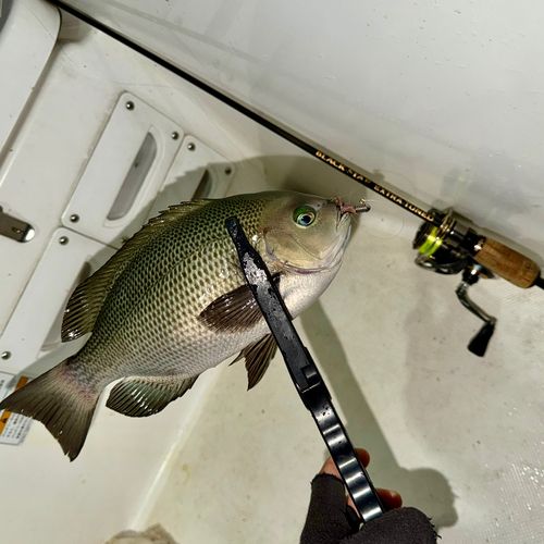 クチブトグレの釣果