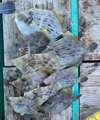 カワハギの釣果