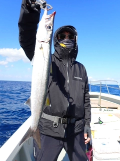 カマスの釣果