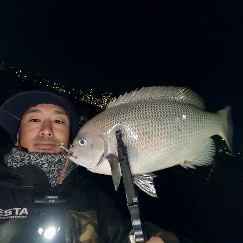 クチブトグレの釣果