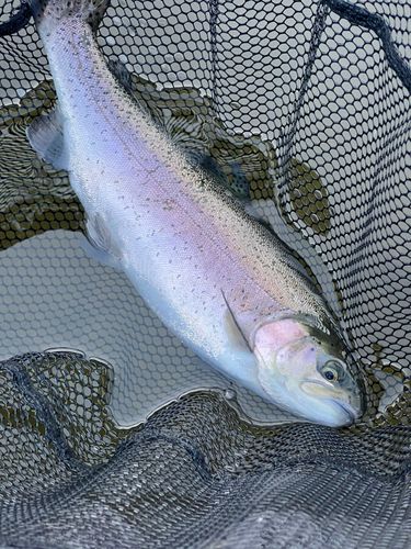 ニジマスの釣果