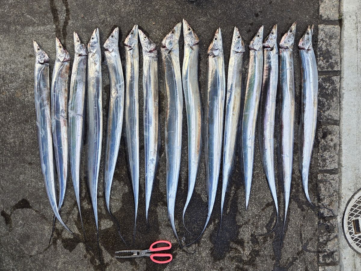 謎アングラ～Mさんの釣果 1枚目の画像