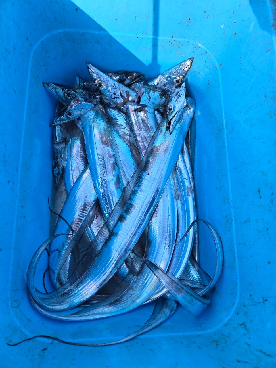 謎アングラ～Mさんの釣果 2枚目の画像