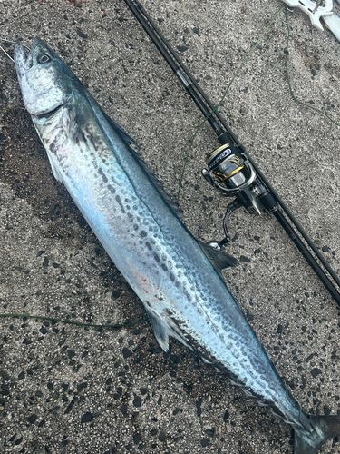 サワラの釣果