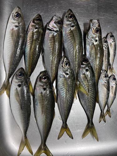 アジの釣果