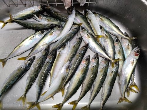 サバの釣果