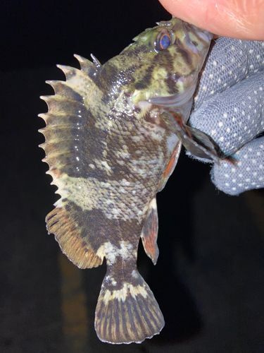 タケノコメバルの釣果