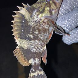 タケノコメバル