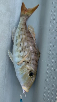 クチナジの釣果