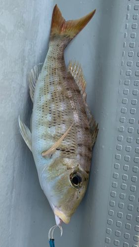 クチナジの釣果