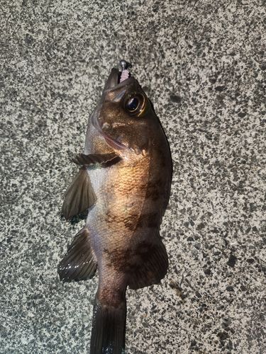 メバルの釣果