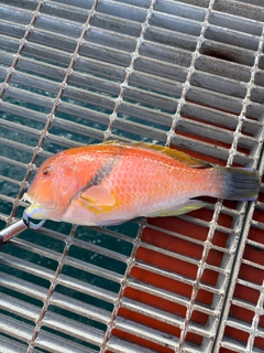 イラの釣果