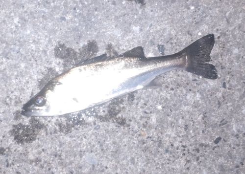 セイゴ（マルスズキ）の釣果