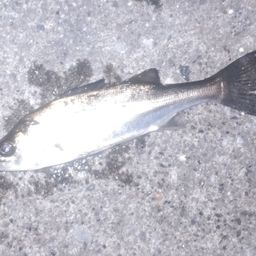 セイゴ（マルスズキ）