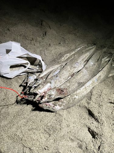 タチウオの釣果