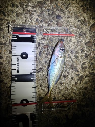 マアジの釣果