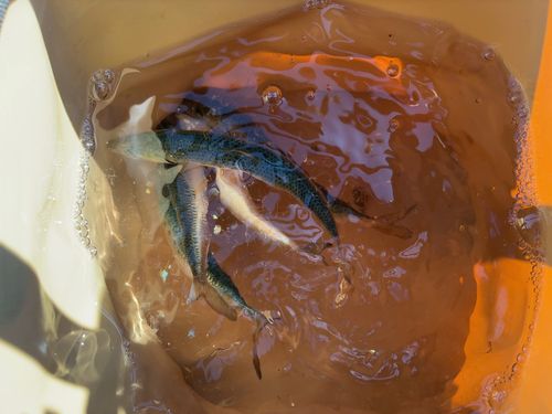 マイワシの釣果