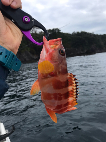 アカハタの釣果