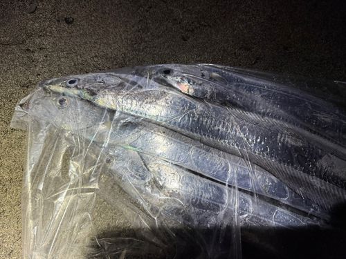 タチウオの釣果