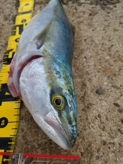 ヤズの釣果