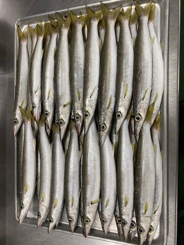 カマスの釣果