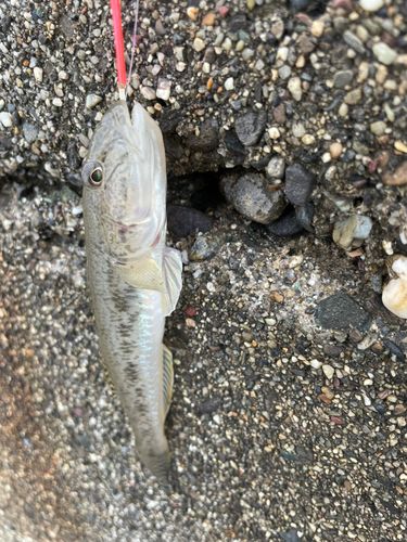 マハゼの釣果