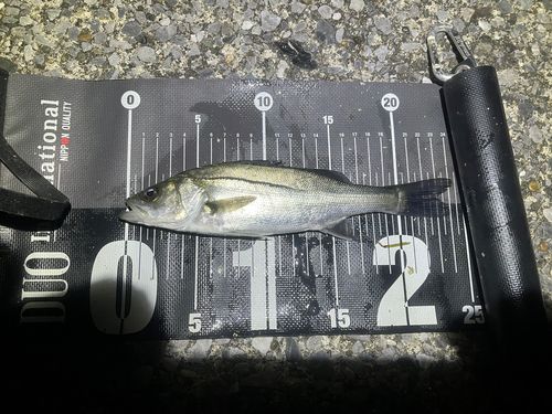 若洲海浜公園海釣り施設