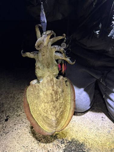モンゴウイカの釣果