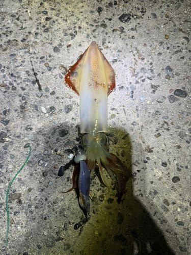 ケンサキイカの釣果