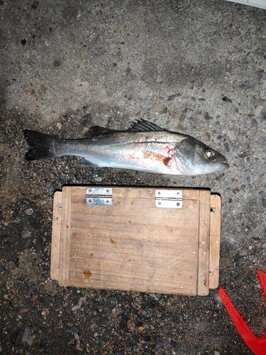 セイゴ（タイリクスズキ）の釣果