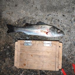 セイゴ（タイリクスズキ）