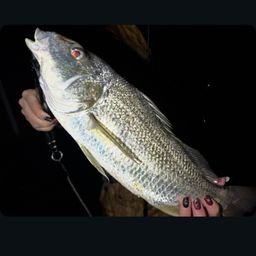 ホシミゾイサキ