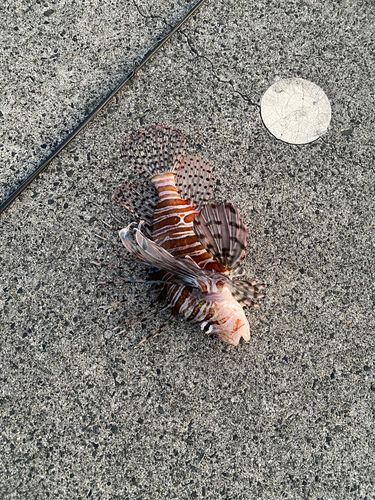 ミノカサゴの釣果