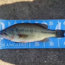 ラージマウスバス