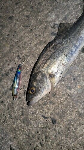 セイゴ（マルスズキ）の釣果