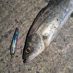 セイゴ（マルスズキ）