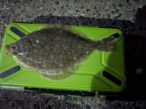 イシガレイの釣果