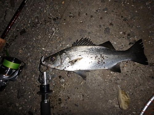 セイゴ（ヒラスズキ）の釣果