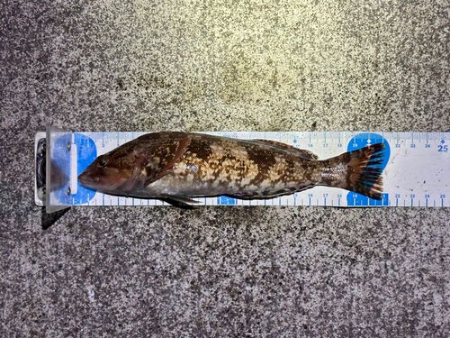 アイナメの釣果