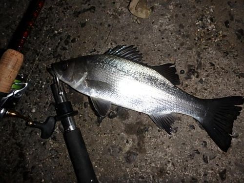 セイゴ（ヒラスズキ）の釣果