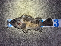 クロソイの釣果