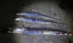 タチウオの釣果