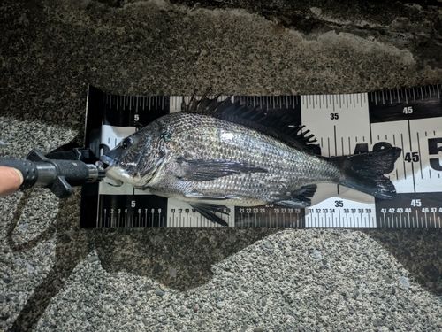 クロダイの釣果